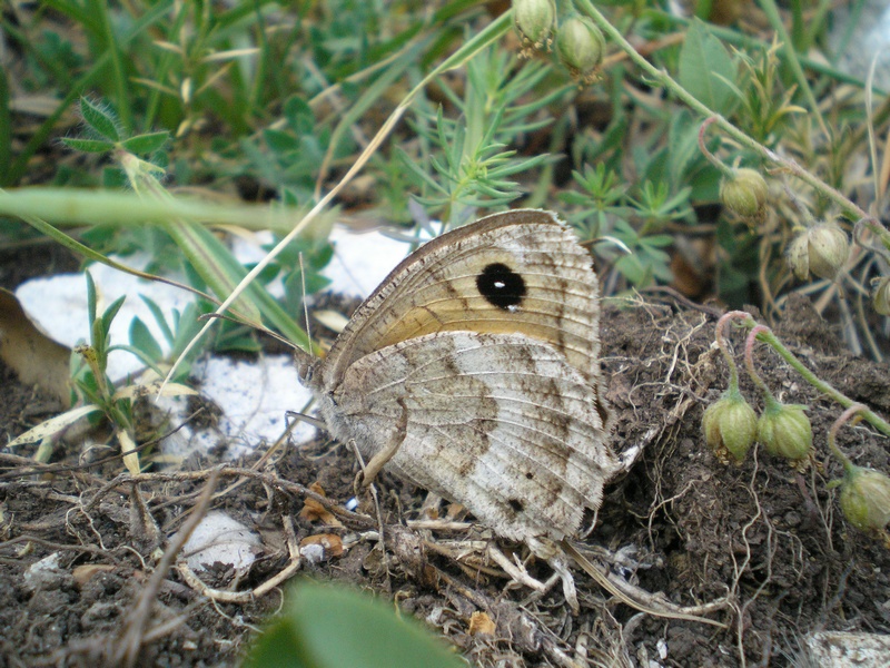 Satyrinae dei M.ti Sibillini da identificare